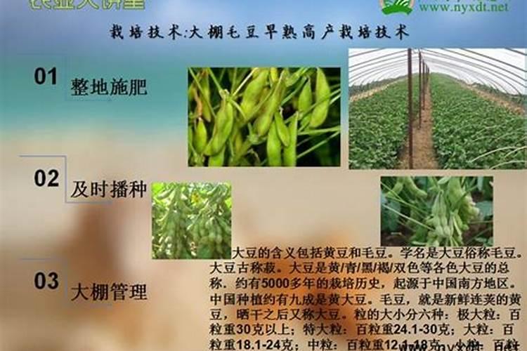 大棚毛豆早春丰产技术