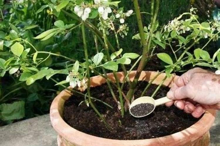 促花期需要氮肥吗怎么施肥？