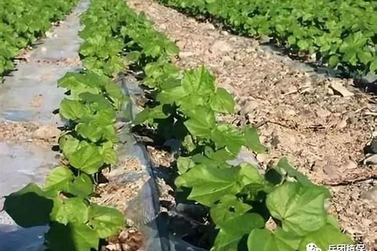 棉花地常用的底肥有哪些？如何使用？