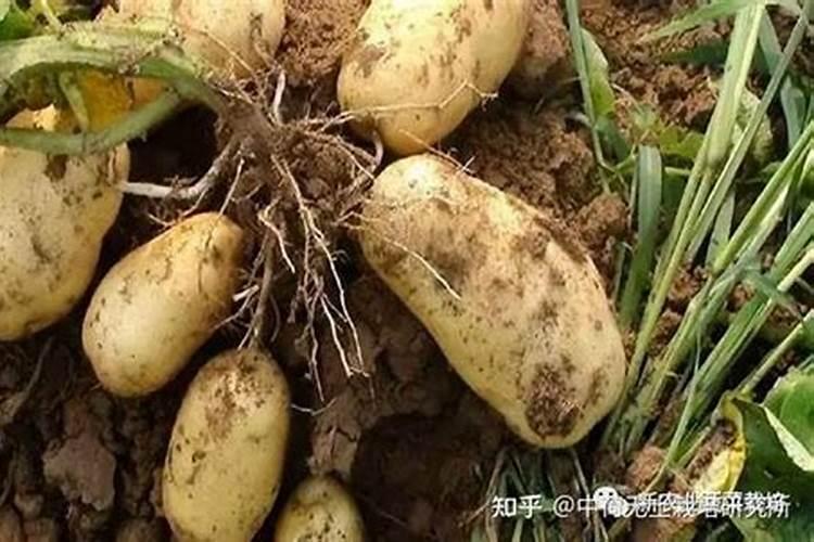 揭秘土豆晚疫病：块茎上的危害症状及其影响