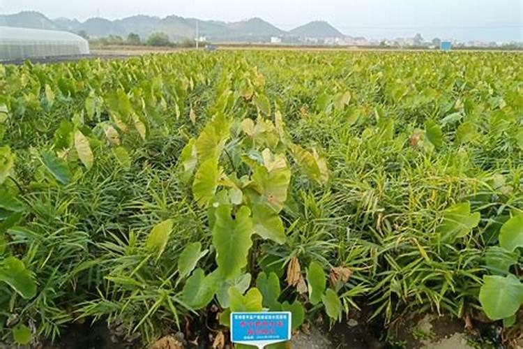 香芋高产种植技术揭秘：迈向丰产的金钥匙
