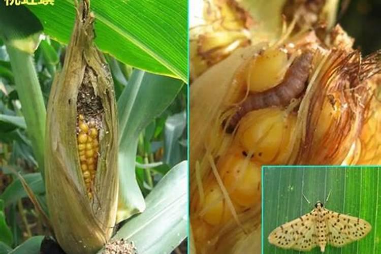 种植玉米需要防治哪些病虫害？