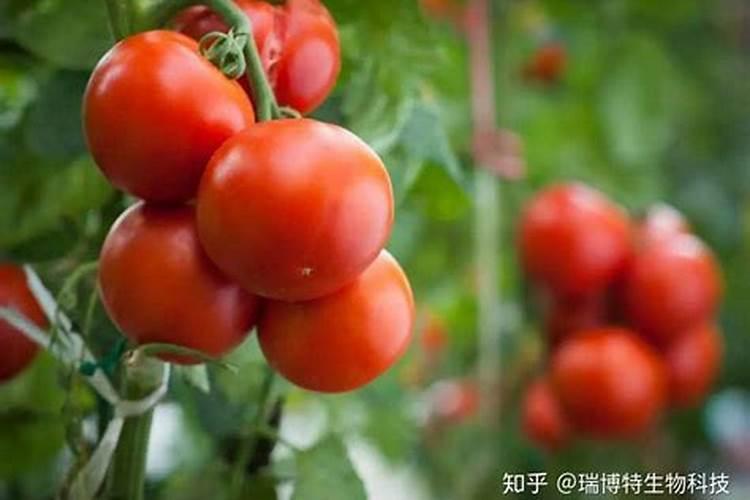 大棚番茄如何管理，大棚番茄管理技术？