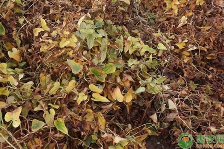 高温多雨期山药枯萎病的防治策略？