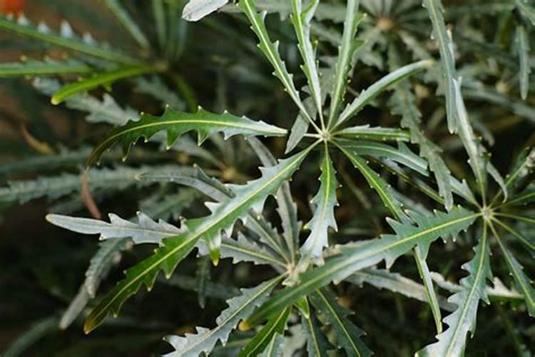 孔雀木：养殖的艺术与细节