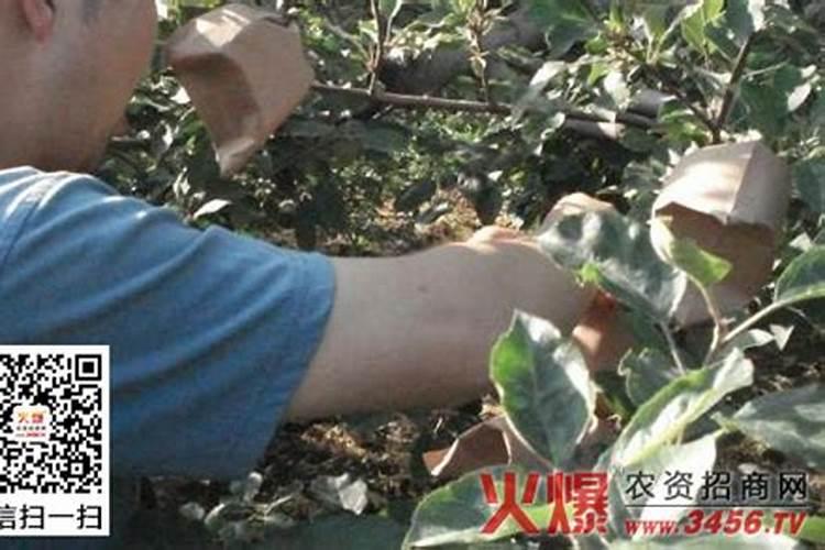 套袋苹果皱裂原因与预防