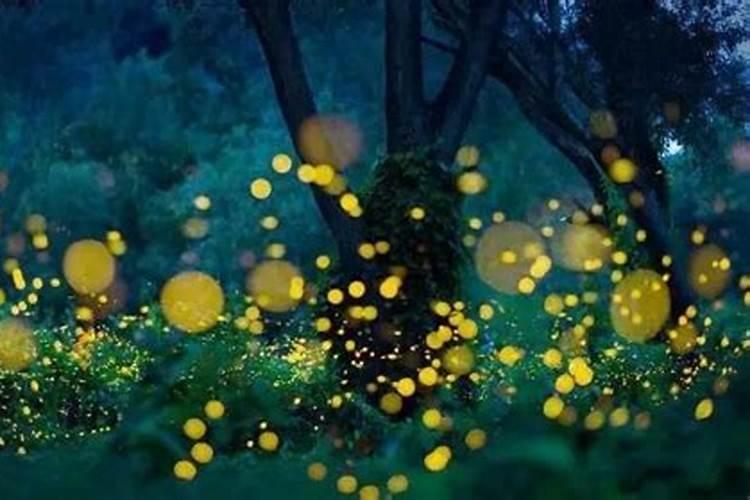 守护夏夜的流光：与农药共舞的萤火虫