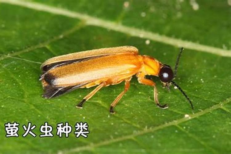 杀萤火虫有什么特效药