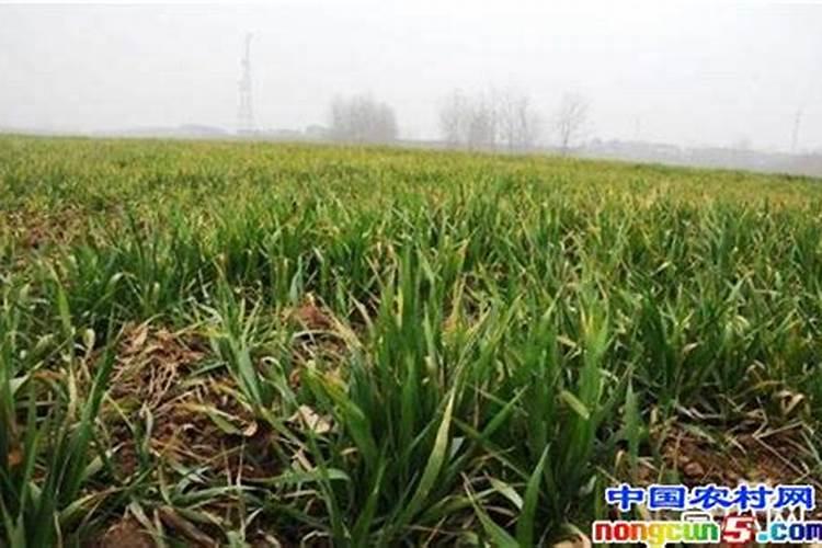麦苗发黄的原因及对策