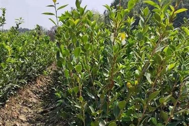 油茶树用什么肥料长得快一点？