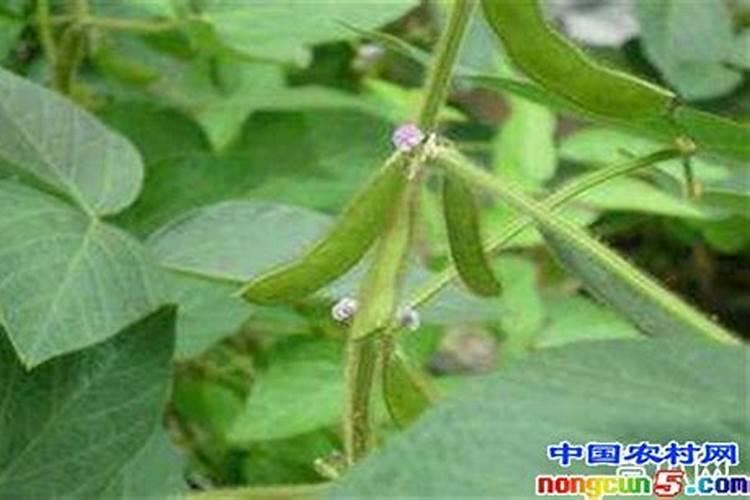 大豆花期管理：关键步骤与技术要点