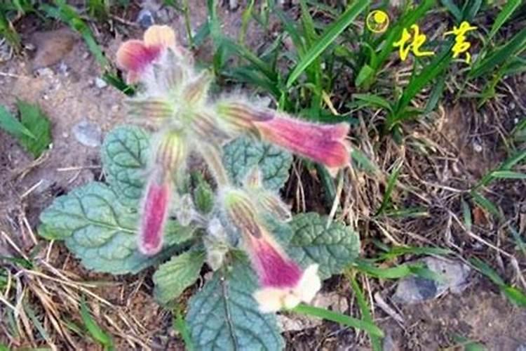 地黄怎样种植与管理,如何轻松掌握地黄种植技术呢？