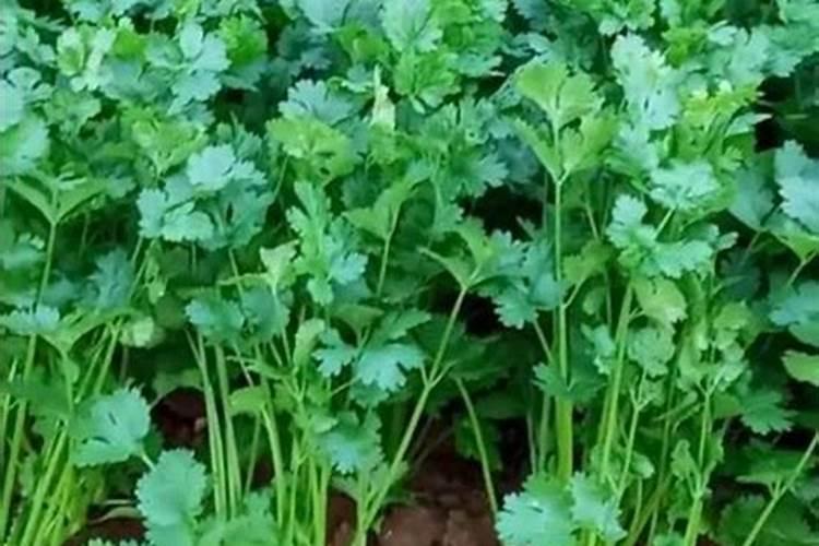 秋种香菜怎么管理？