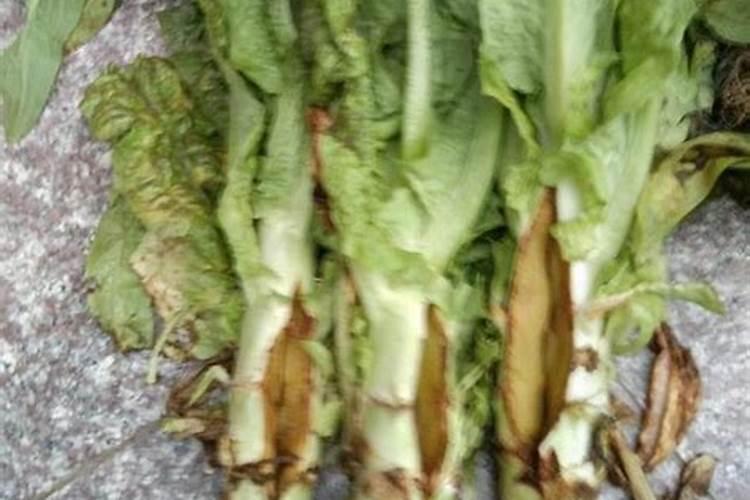 莴笋茎部开裂的原因？怎么预防莴苣裂茎？