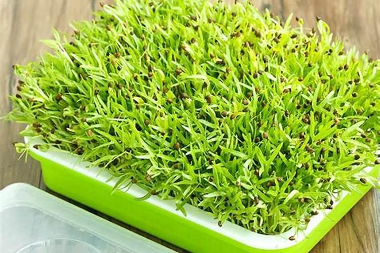 芽菜是什么？怎么种植？