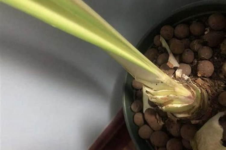 黄芽菜把底部叶子剪掉了还能长吗