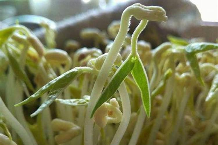 复合肥对芽菜有伤害嘛？
