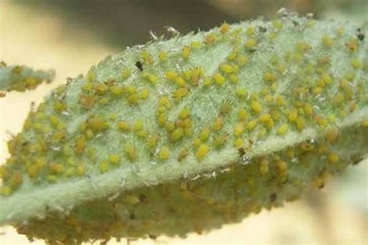 树上的虫子用什么药效果好？