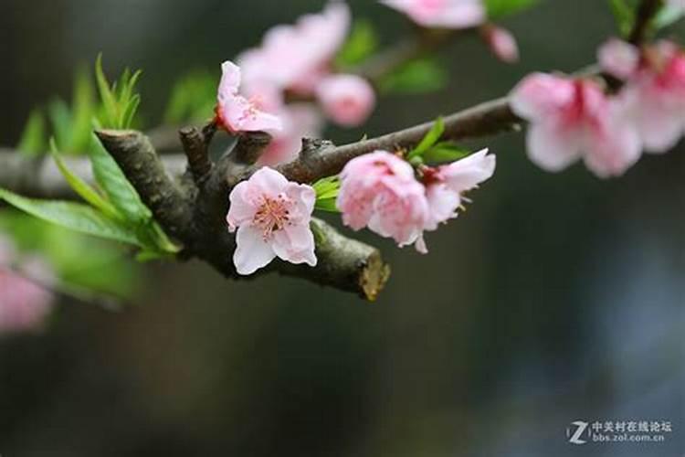桃花依旧笑春风：桃树养护秘籍