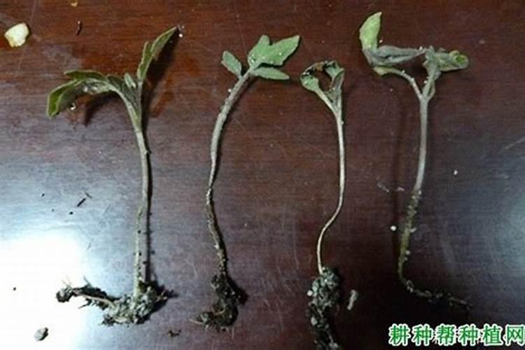 守护绿色希望：番茄育苗防猝倒病的管理措施详解