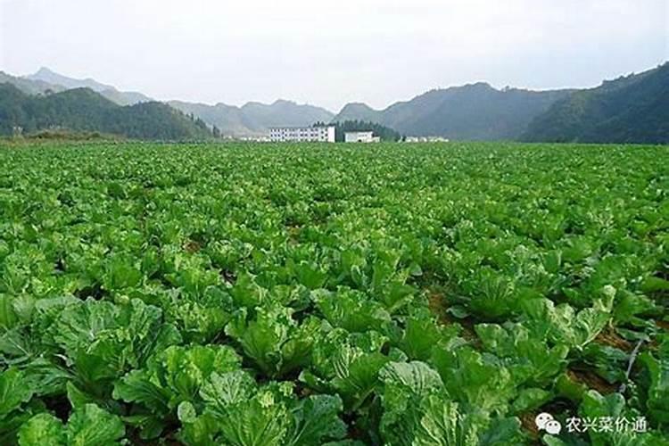 有机肥可以种植有机蔬菜吗？