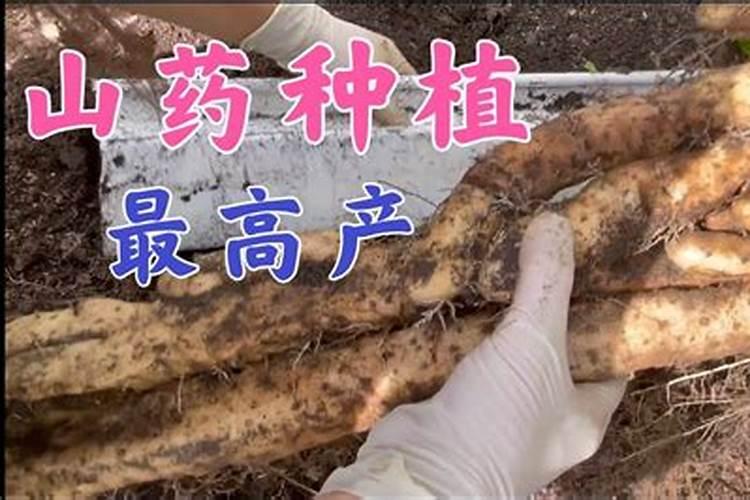 山药高产秘籍：优质栽培技术全解析