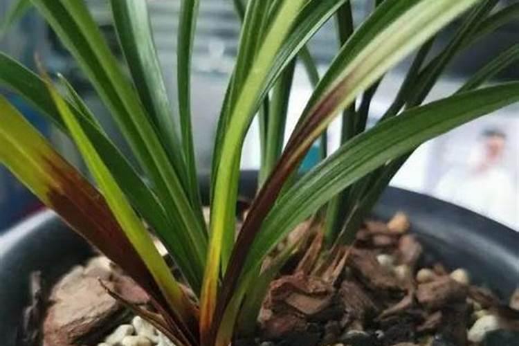 哪种肥料促进兰花萌芽生长？