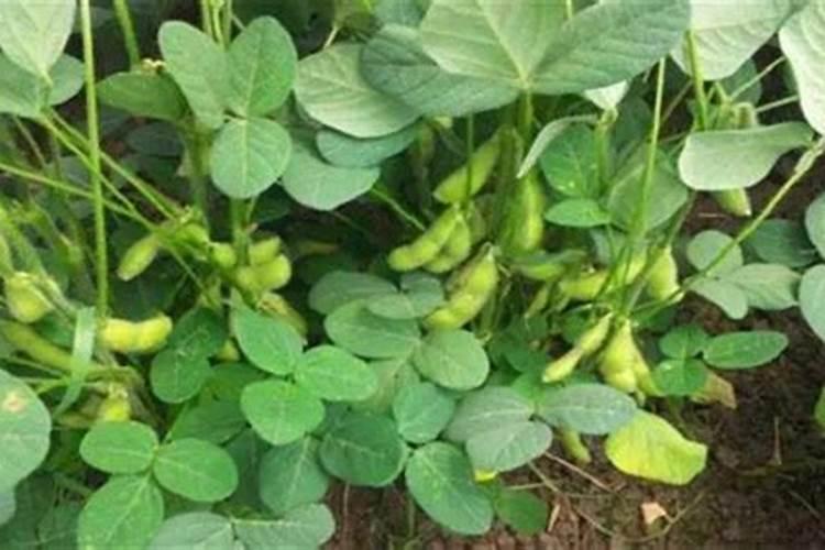 黄豆施肥是氮肥吗为什么？