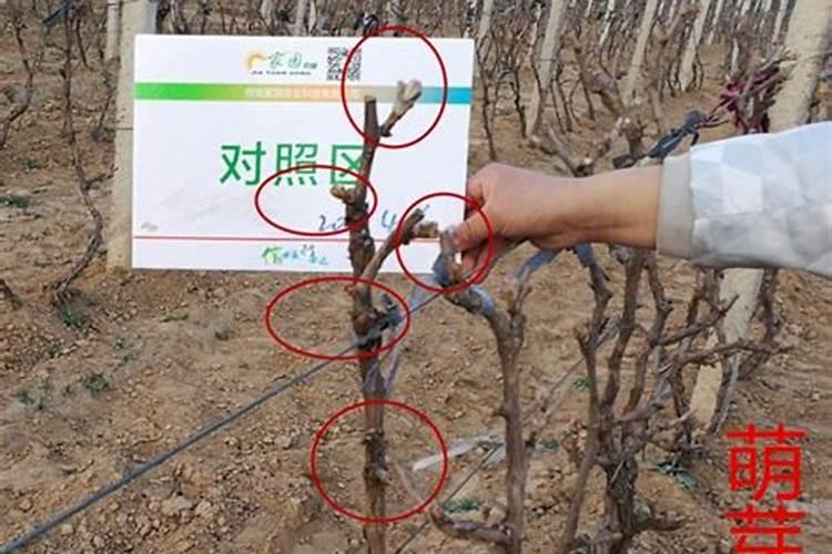 葡萄施肥管理技术