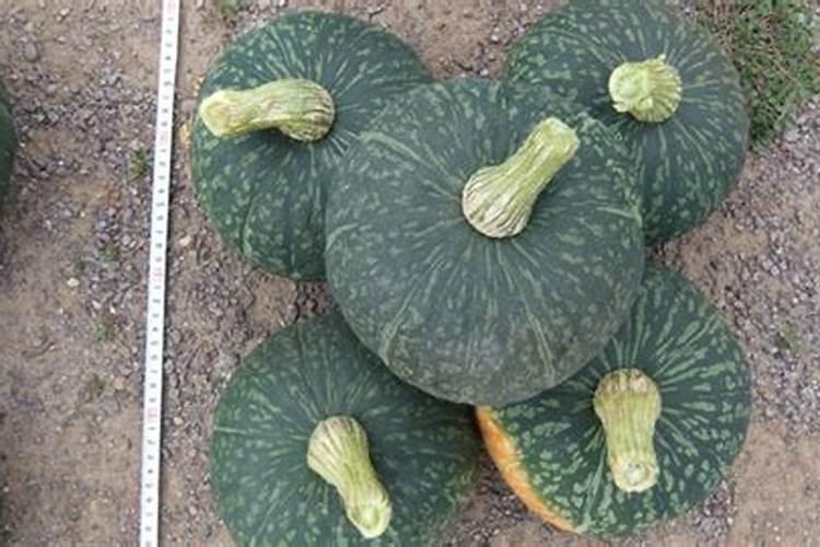 爱碧斯南瓜种植技术