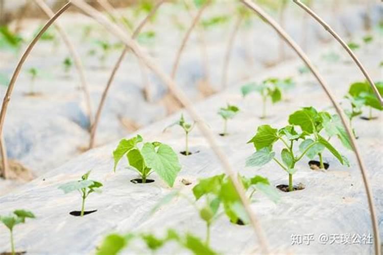 夏菜秧苗徒长防治策略：科学农药调控，守护绿色健康生长