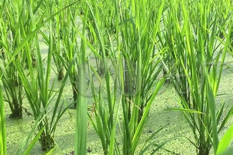如何防止夏菜秧苗产生萎根？