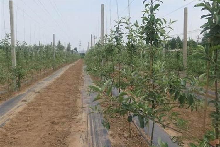 发生冻害后的苹果树应该如何修剪？苹果树修剪技巧