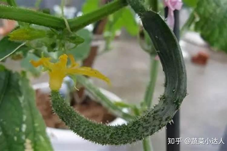 避免黄瓜弯曲的四高招