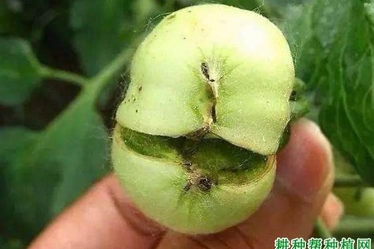 番茄子粒外露发生的症状