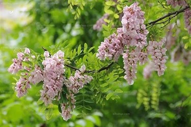 香花槐的绽放之美：掌握修剪艺术让花开更灿烂