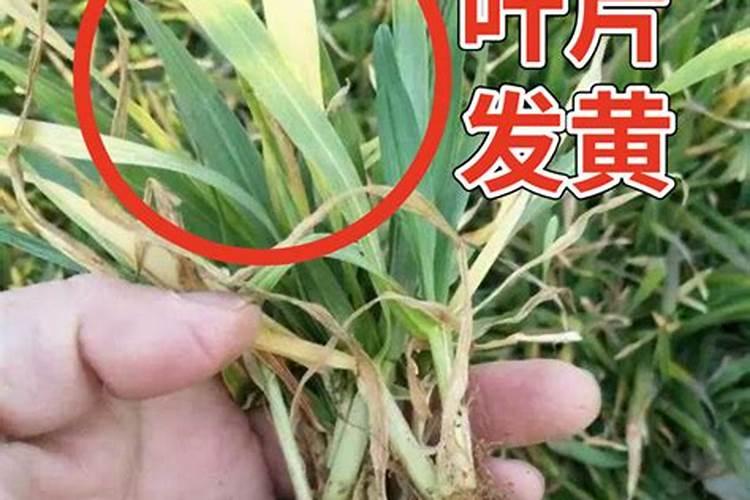 小麦丛矮病的症状与防治