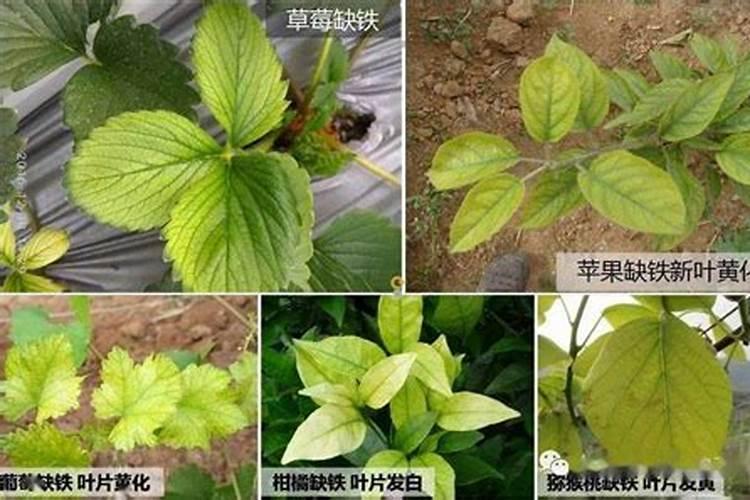 农作物缺铁有什么症状？