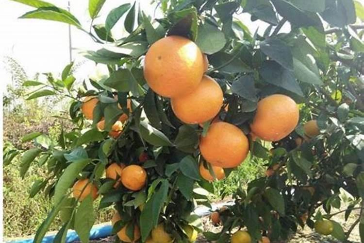 柑橘四季栽培管理技术：确保健康丰收的关键