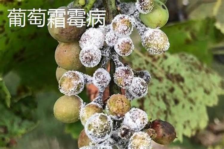 葡萄霜霉病用啥药防治效果好？