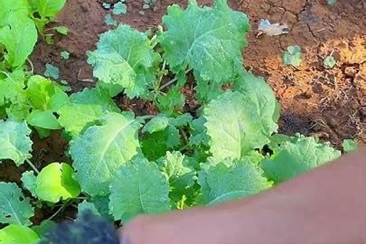 种菜撒化肥的技巧