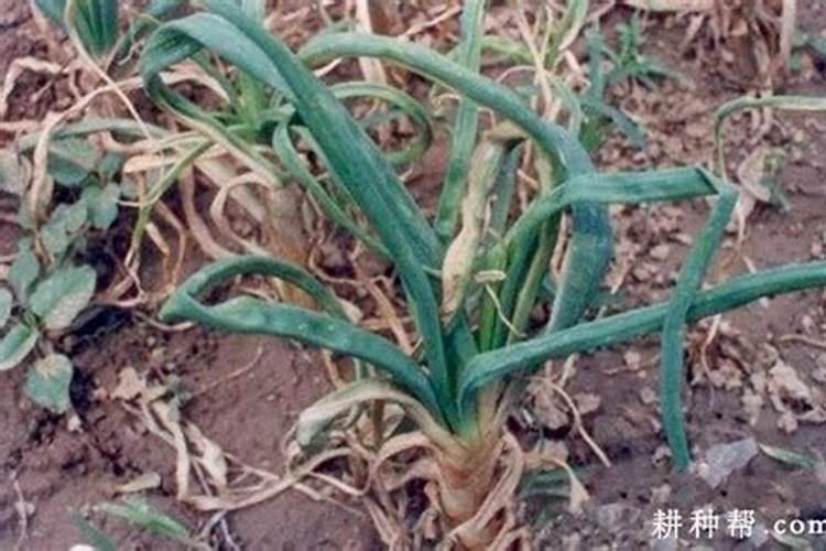 如何及时防控大葱苗黄矮病？