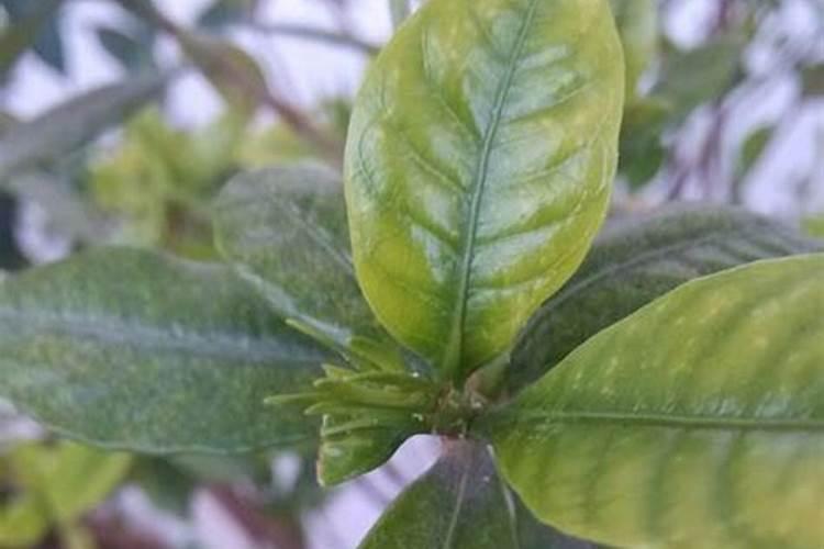 栀子花叶子发黄的原因和处理办法？