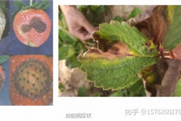 草莓炭疽病发病症状，草莓炭疽病有哪些症状？