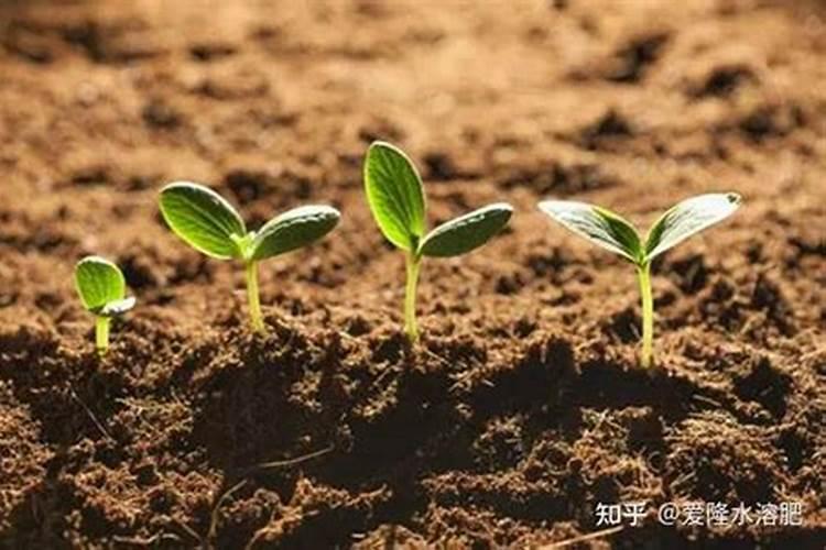 揭秘：如何科学辨别微生物菌肥的优劣？