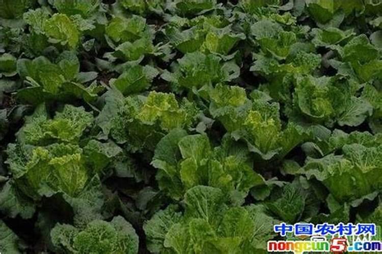 秋天大白菜栽培技术管理要点