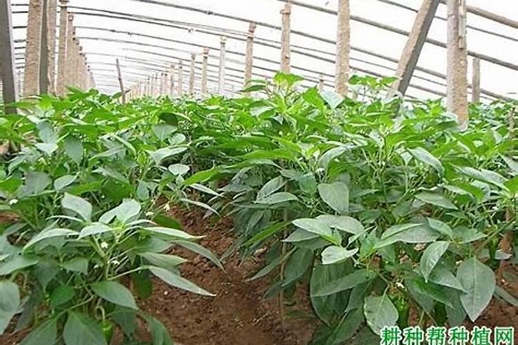 春季温室辣椒的施肥秘籍：迈向高产的关键步骤
