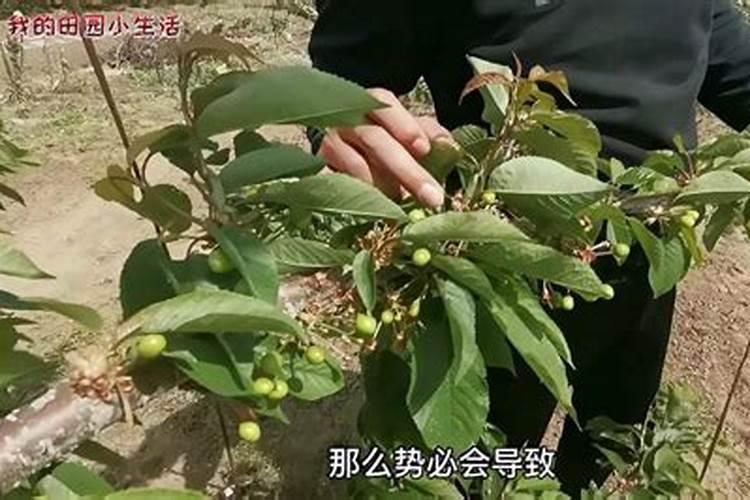 大樱桃缩果严重怎么解决？！