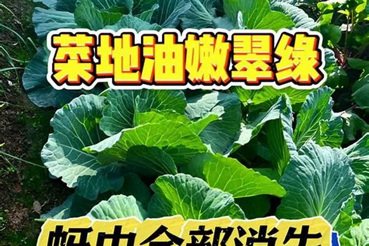 小菜地里蚯蚓太多怎么办？