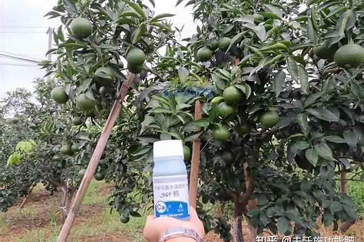 植物上补充钙肥钙是什么做成的呢？